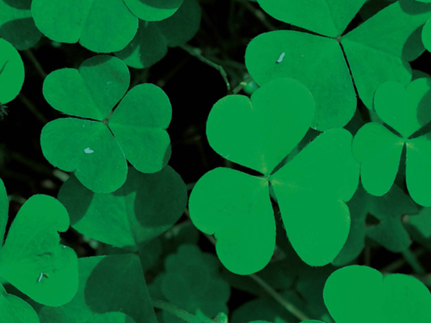 Ireland is Ever Greener Thanks to the Bioeconomy