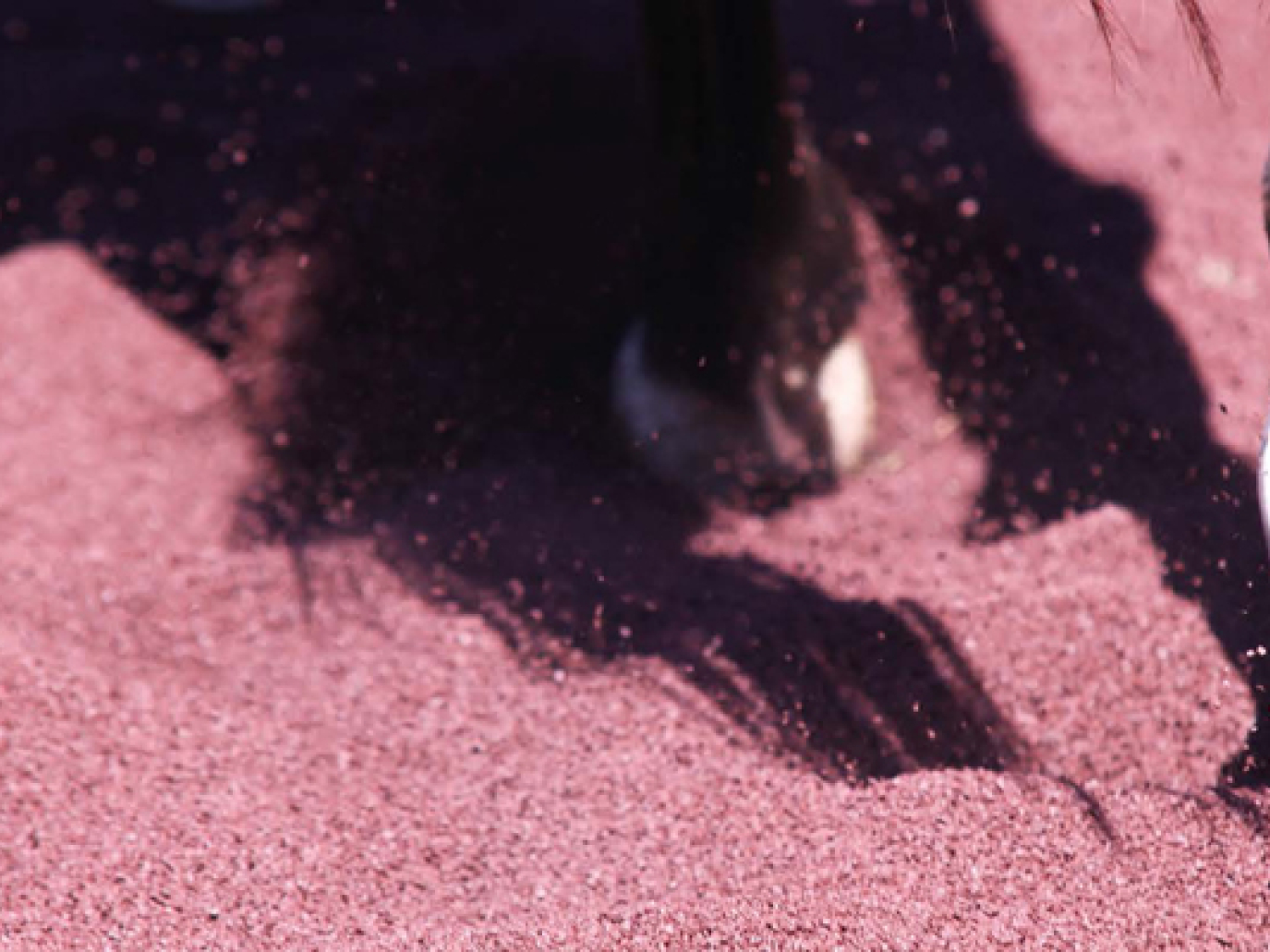 I cavalli preferiscono la gomma