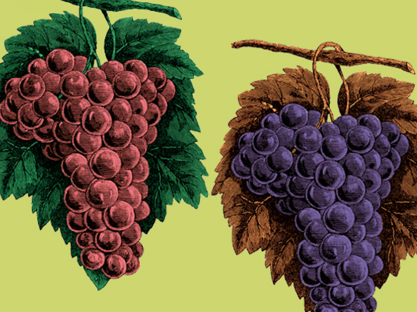 Un grappolo di Barbera per riparare i denti