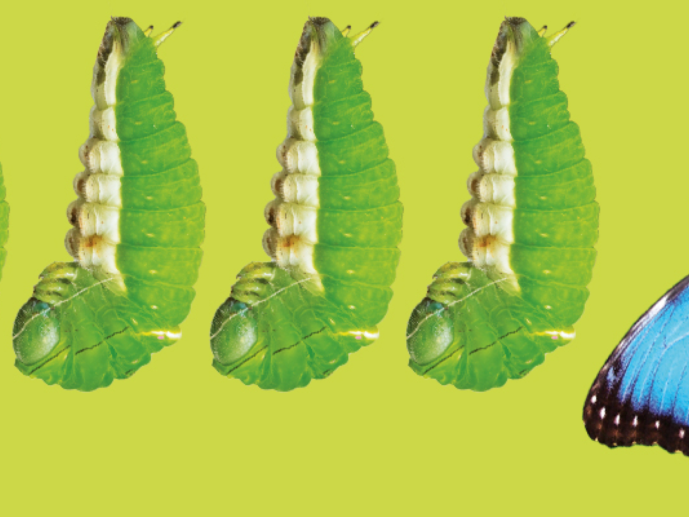 Metamorphosis of a Consortium in a Changing Waste Economy