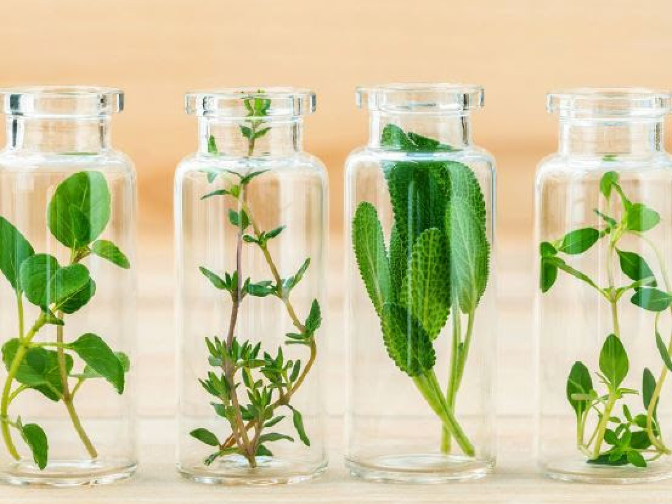 AlpLinkBioEco: dalla canapa al legno alla vinaccia, la bioeconomia circolare in Trentino Alto-Adige