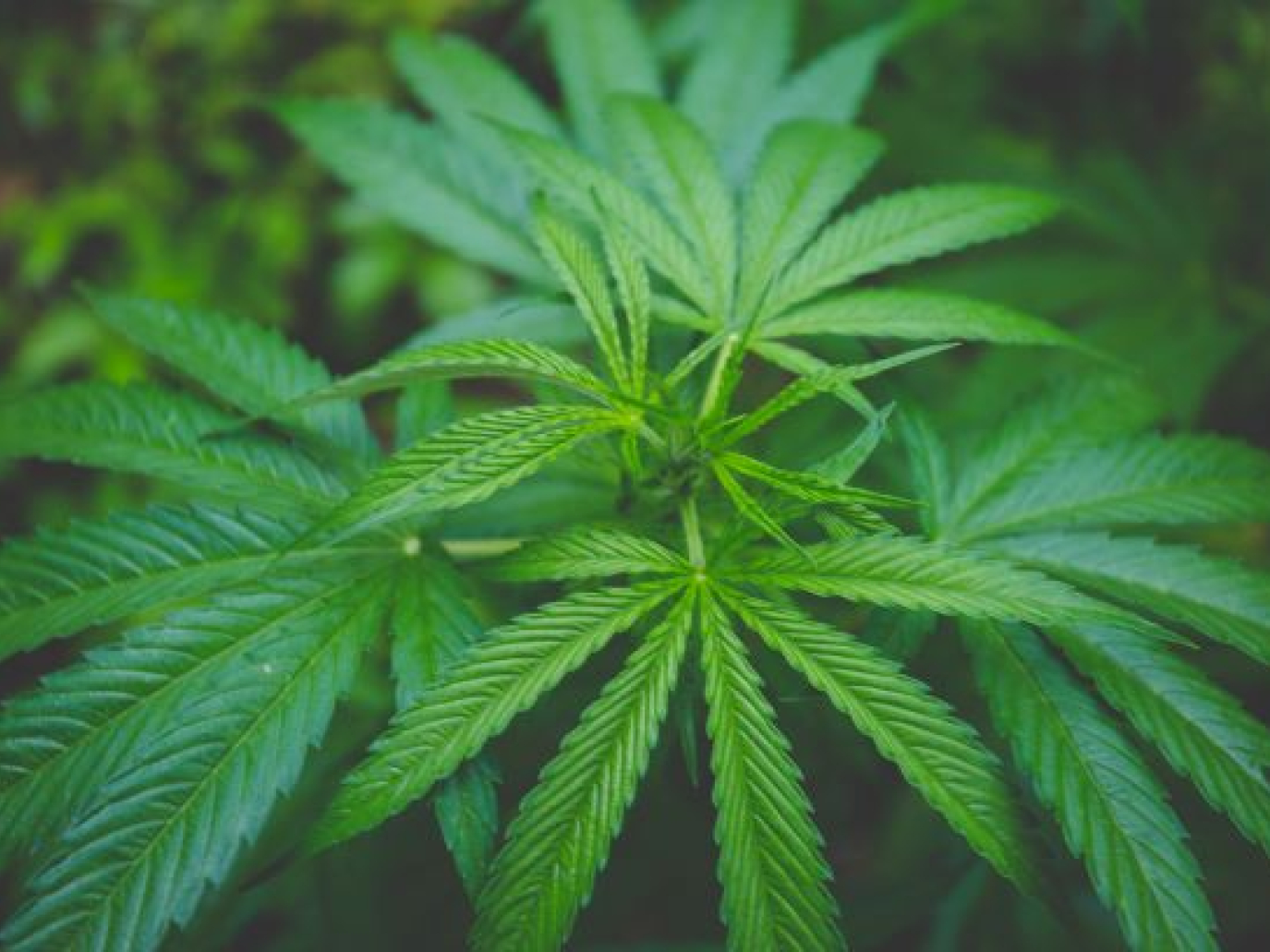 EIHA Hemp Conference: the international event will be held online on 16-17 June 2020