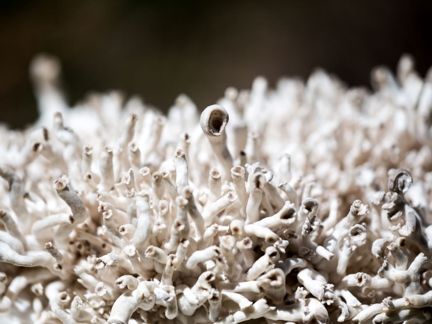 Architects of Ecosystems: Will Fungi Shape Our Sustainable Future?