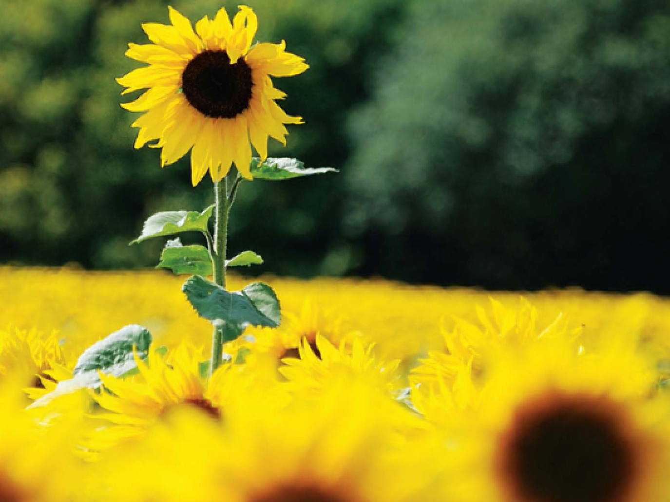 10% of Biofuels Without Giving up a Single Sandwich