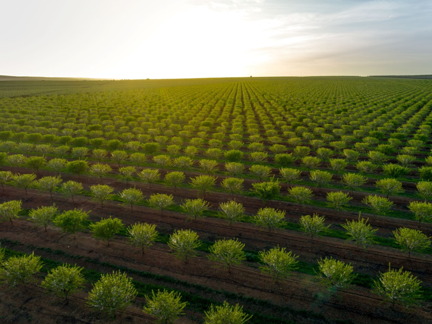 Land Squeeze, l’accaparramento di terre che manda in crisi gli agricoltori