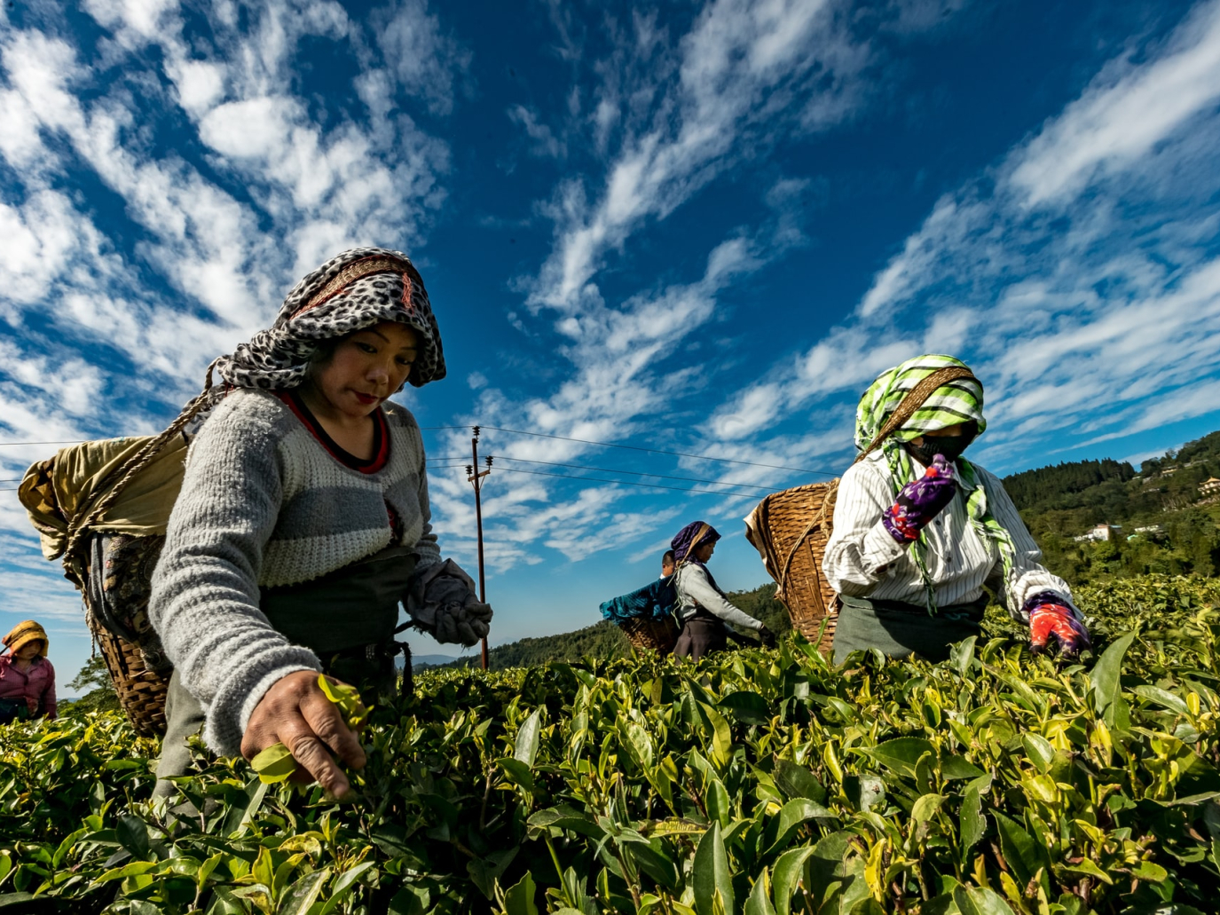 Il Mago e il Profeta, ovvero come sfamare 10 miliardi di persone