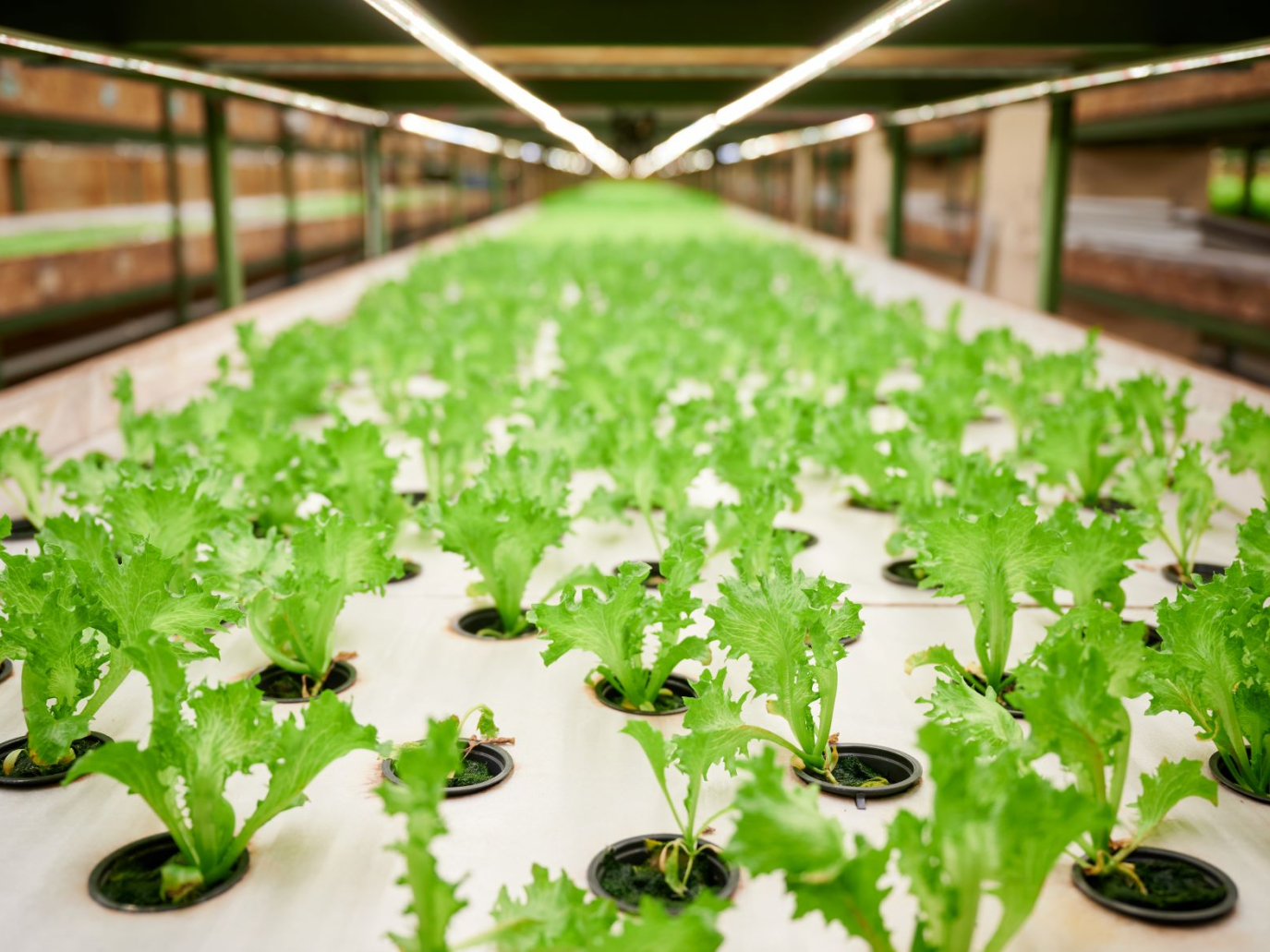 Back to the Circular: l’agricoltura circolare che guarda al futuro