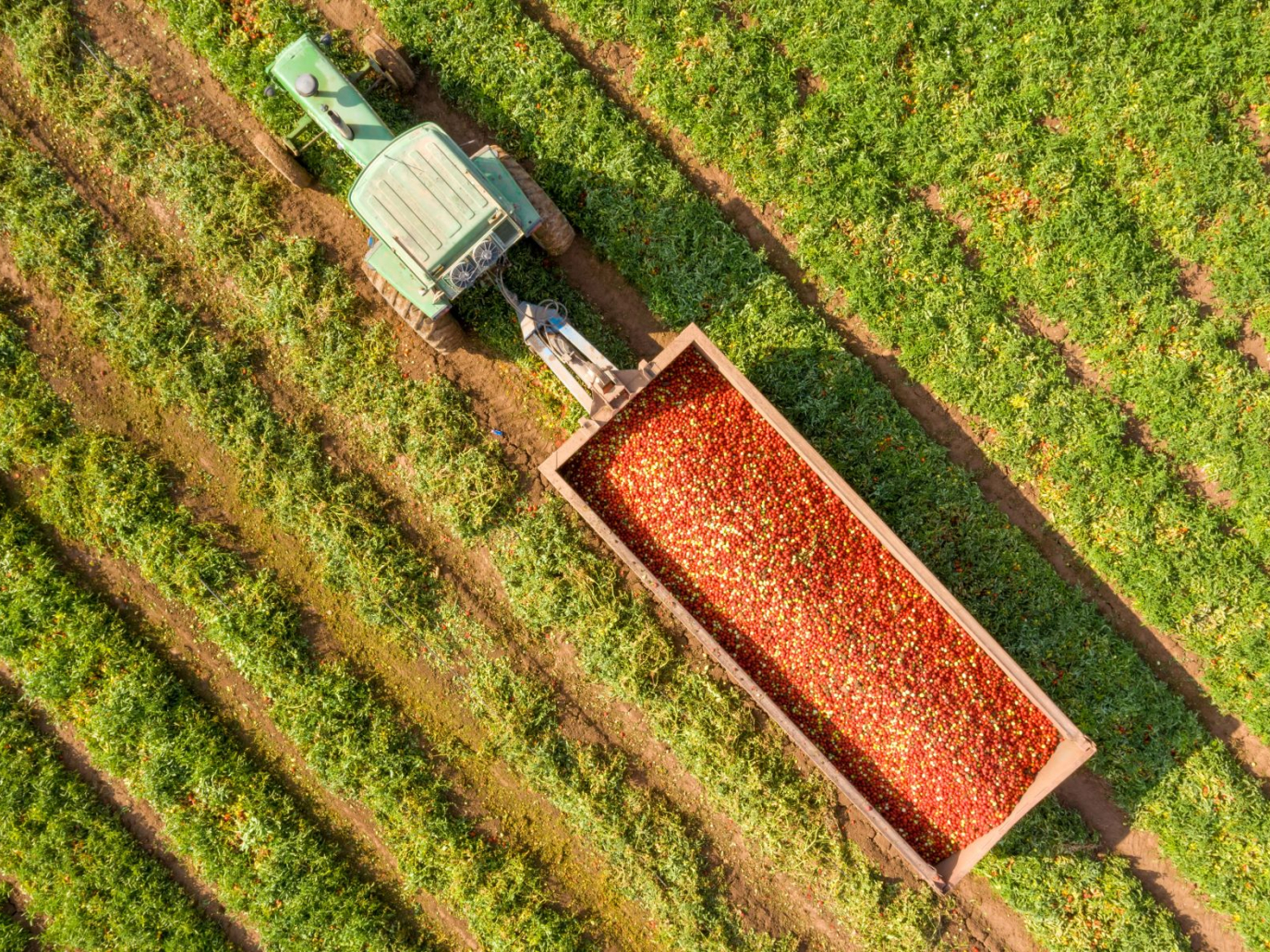 Bioeconomia e open innovation: la scommessa italiana