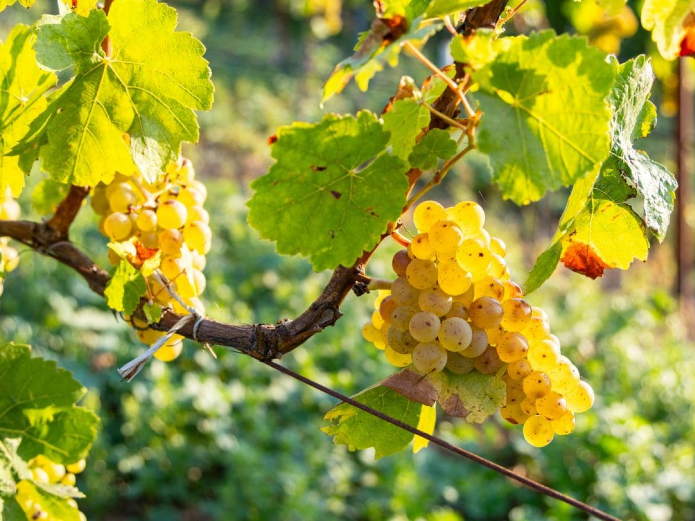 Agricoltura biologica, vendite in crescita ma l’Italia resta indietro nei consumi