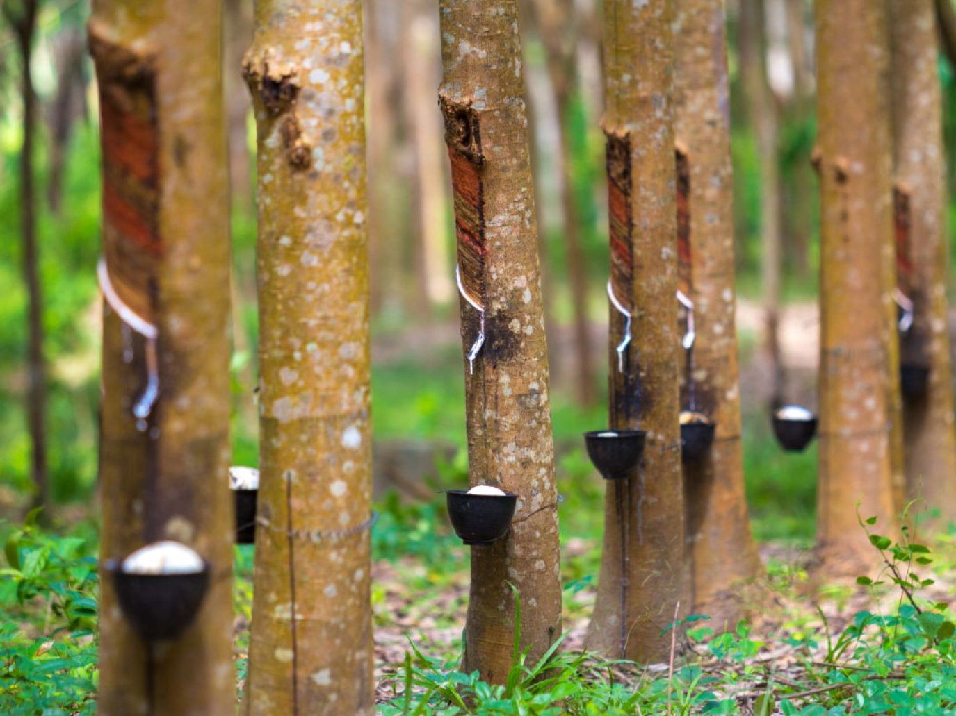 Convenienza e/o sostenibilità? Un esempio dalla filiera della gomma