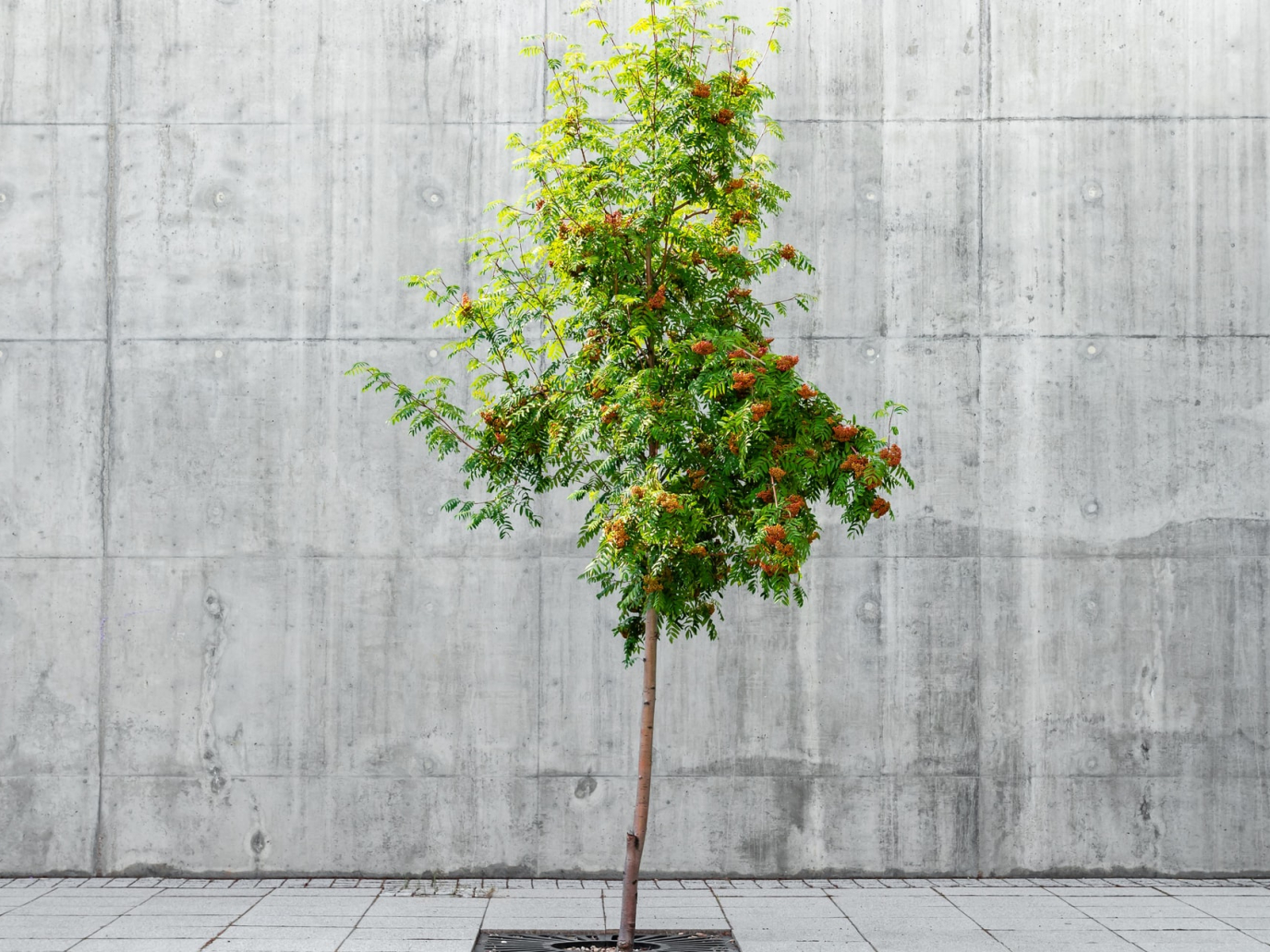 Forestazione urbana: piantato il primo bosco di Forest for Rome