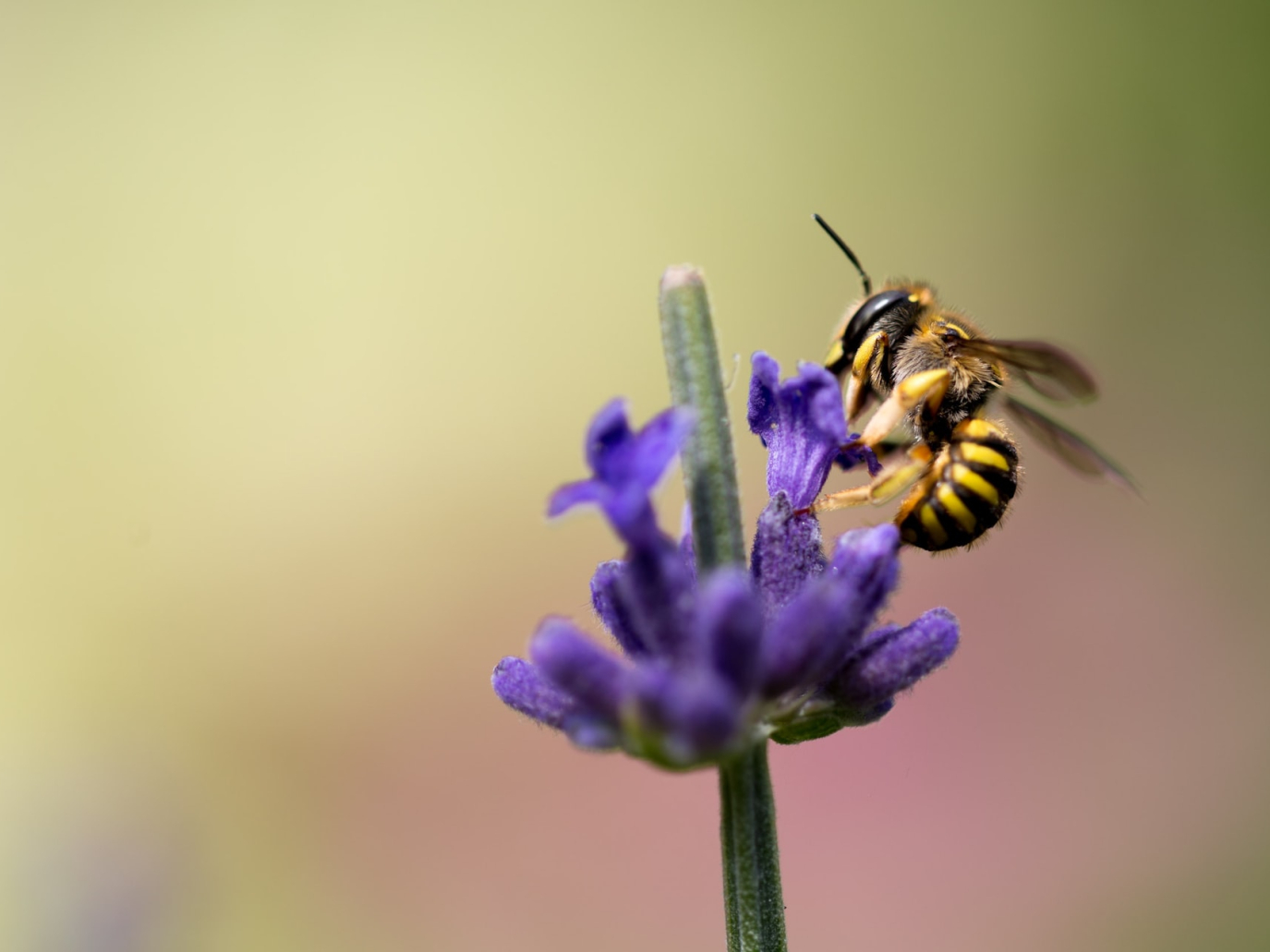 Un milione di firme per salvare le api dai pesticidi sintetici