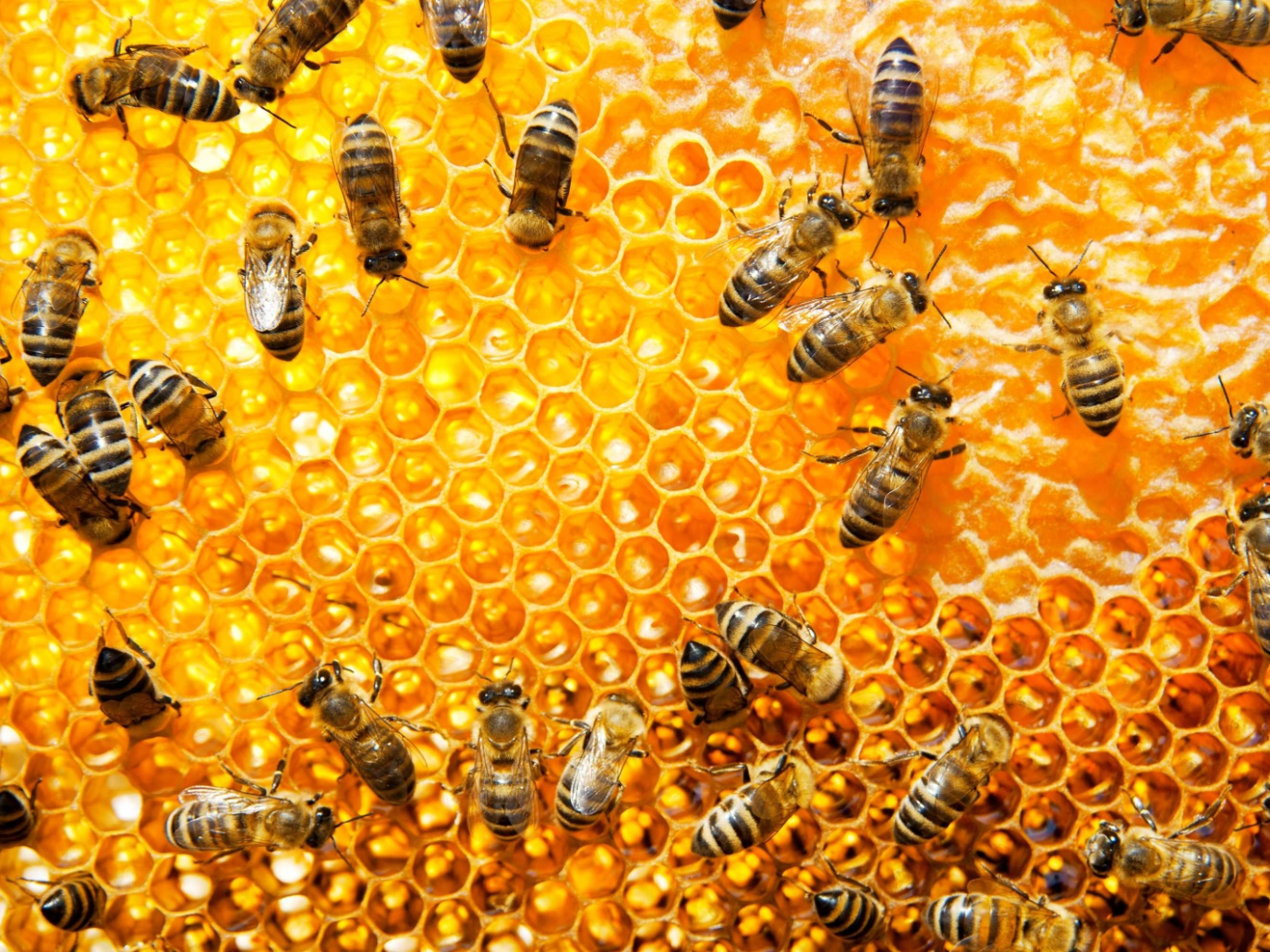 Giornata Mondiale delle api: proteggere gli impollinatori preserva la biodiversità