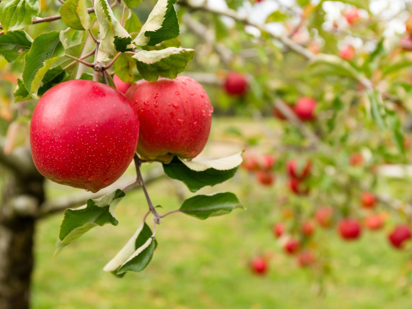 Rivestimenti biobased, laser e raggi UV per un sistema alimentare più sano