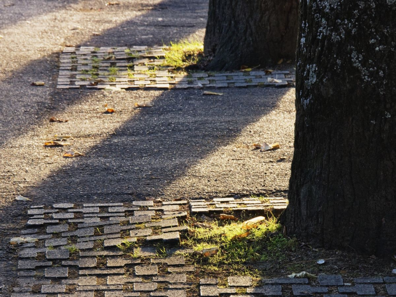 PNRR e verde urbano, le promesse mancate alle città italiane