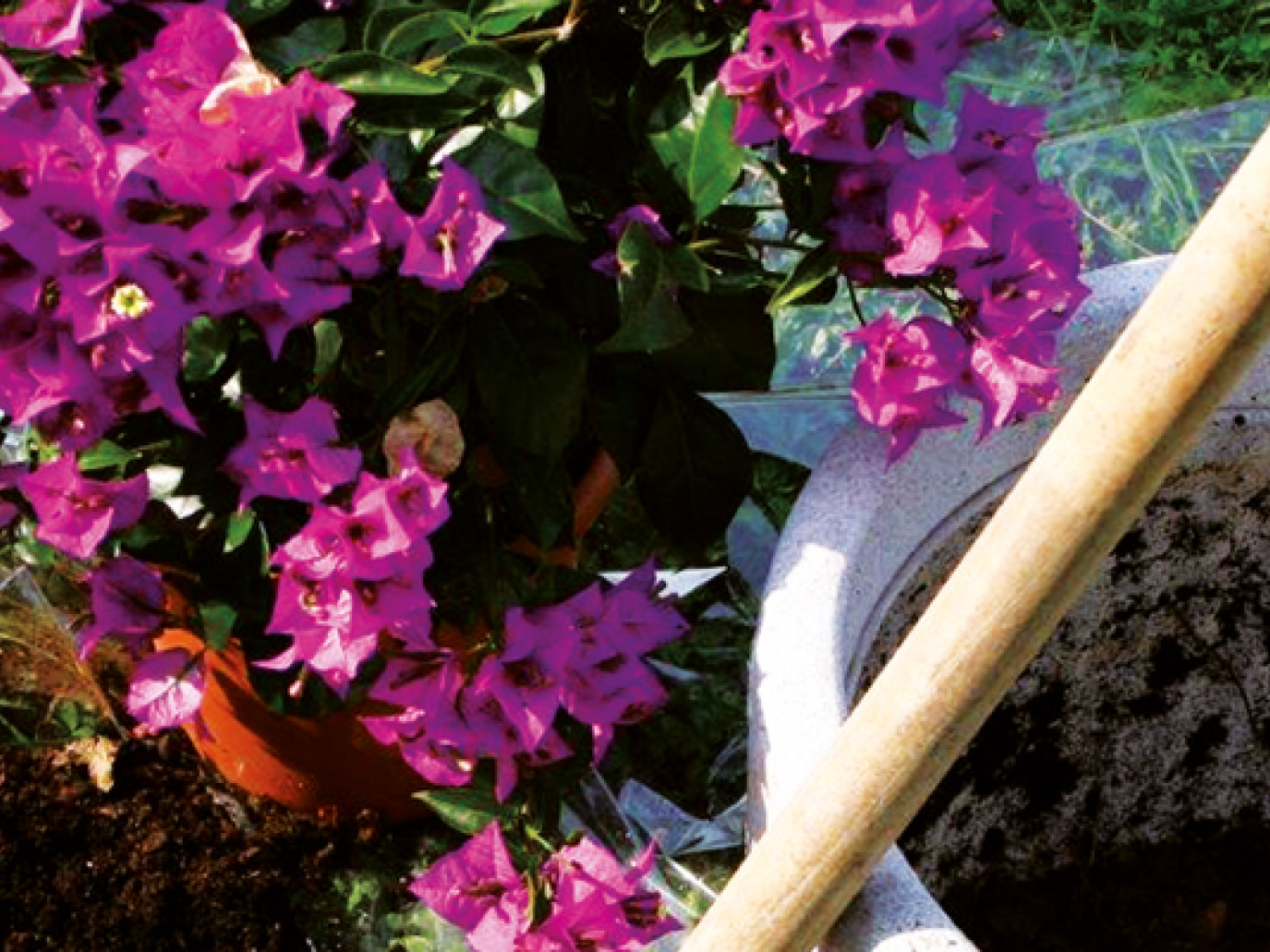 Italia: la rimonta del compost