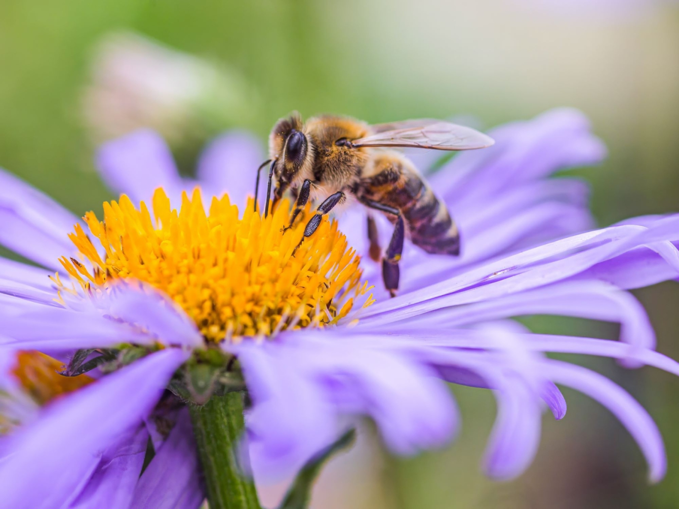 Finanza sostenibile e biodiversità, una guida per gli operatori