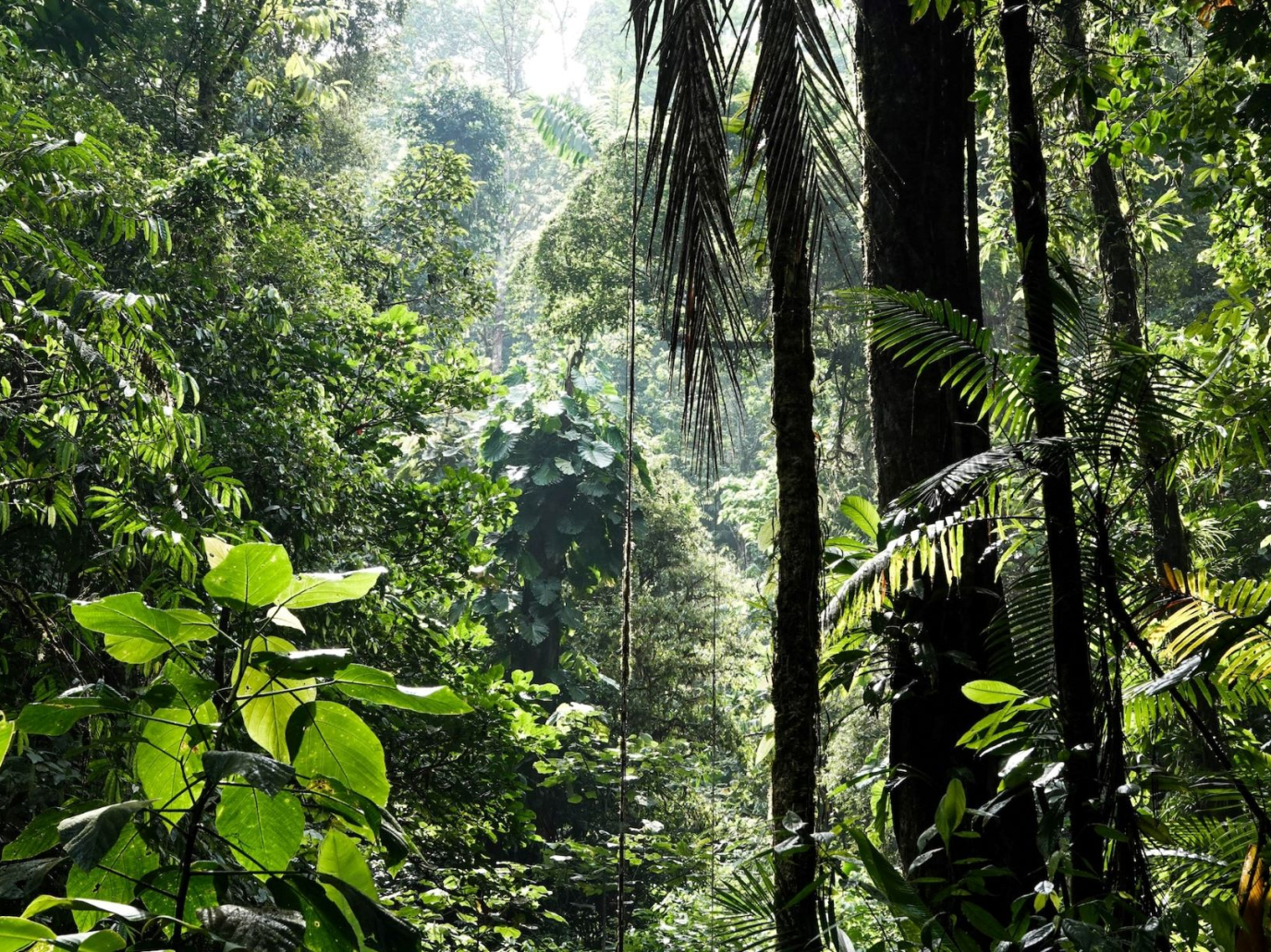 COP27, come la biodiversità può aiutare il clima. E viceversa