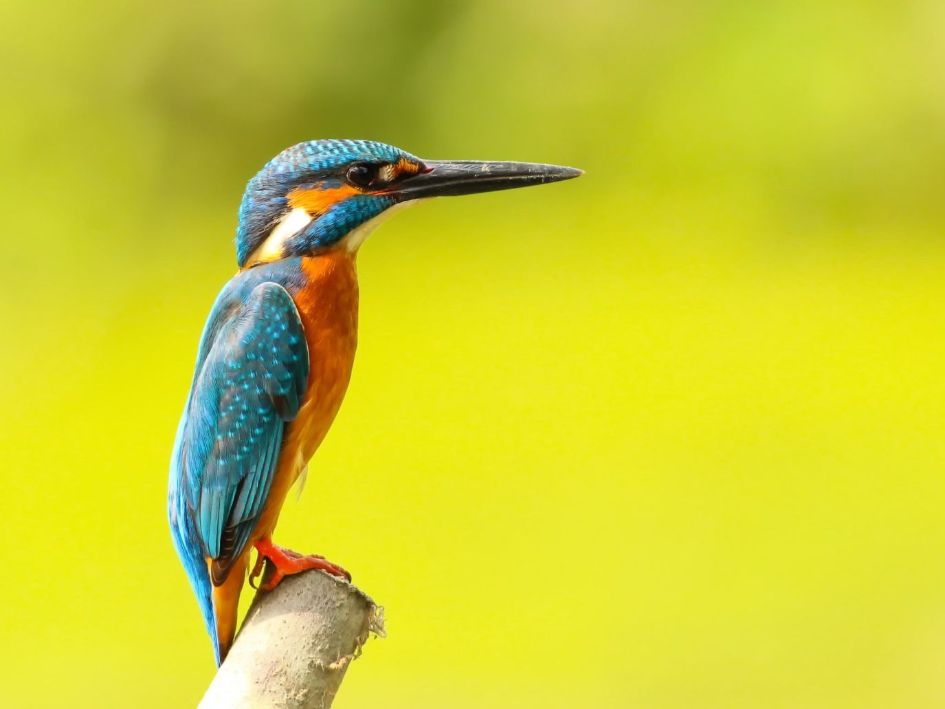 Che cos’è la biodiversità: un webinar con Valeria Barbi