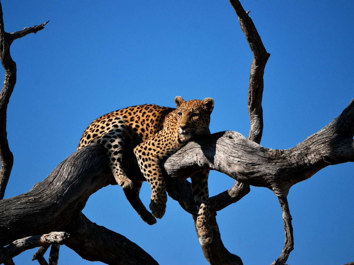 COP15 Biodiversità: lanciato il Restoration Barometer per monitorare la rigenerazione ambientale