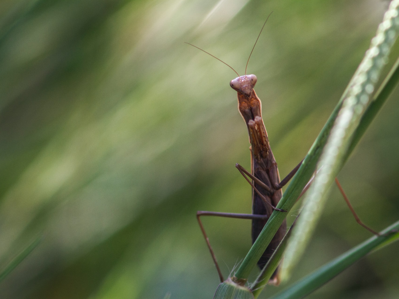 Non solo clima: a Kunming si è chiusa la COP15 sulla biodiversità