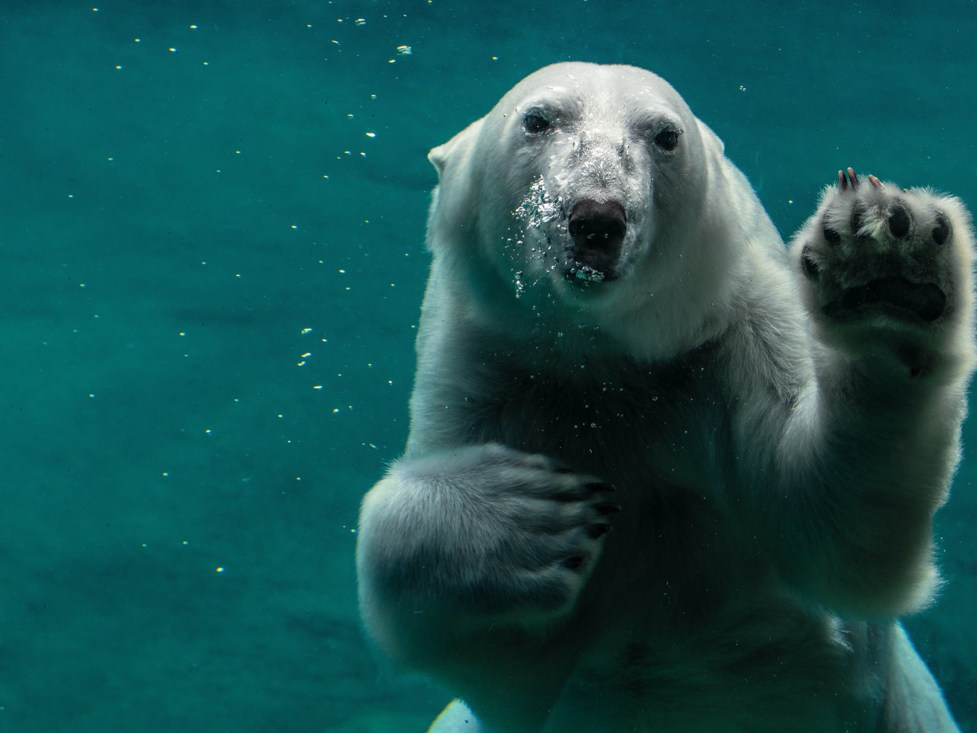 Biodiversità, la grande sfida del 2022. Quale lezione per politica e imprese?