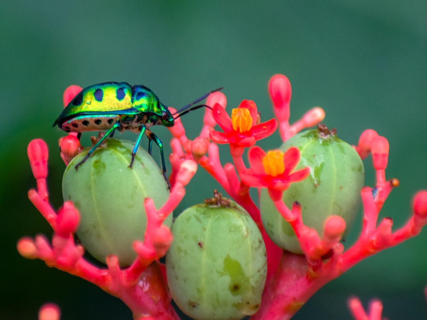 Lambertini del WWF: attenzione massima sui negoziati per la biodiversità