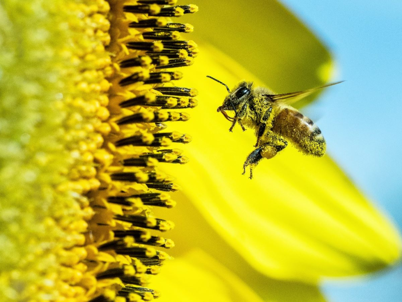 Biodiversità e rigenerazione, 3Bee celebra dieci anni e guarda al futuro