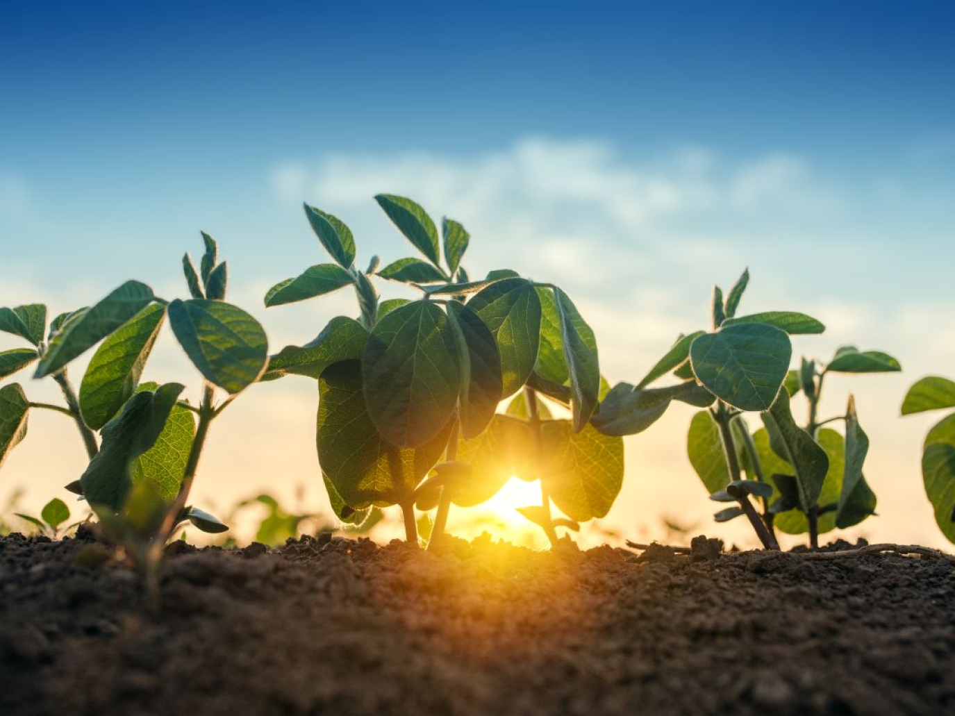 BioInvestIT 2026, capitali e ricerca per la bioeconomia