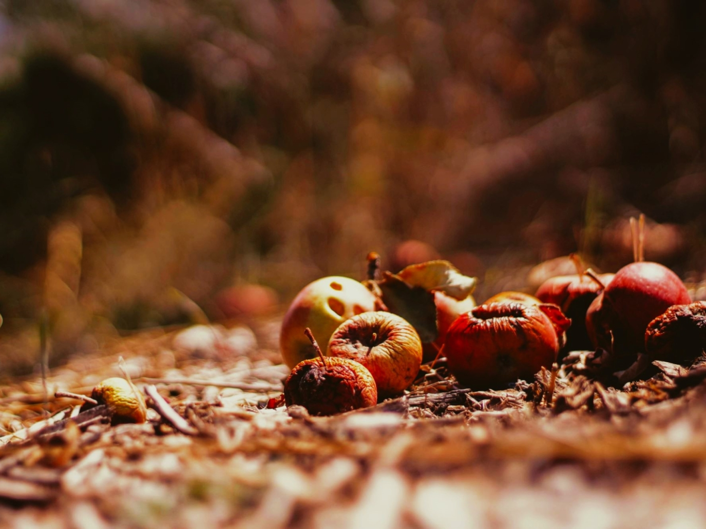 Biometano, inaugurato il primo impianto finanziato dal PNRR