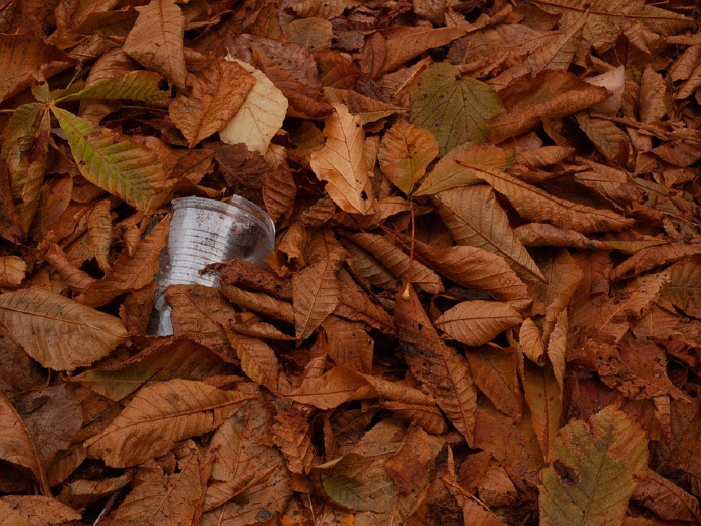 Conferenze di Rete Ambiente: il 10 giugno si parla di biowaste con il Consorzio Italiano Compostatori