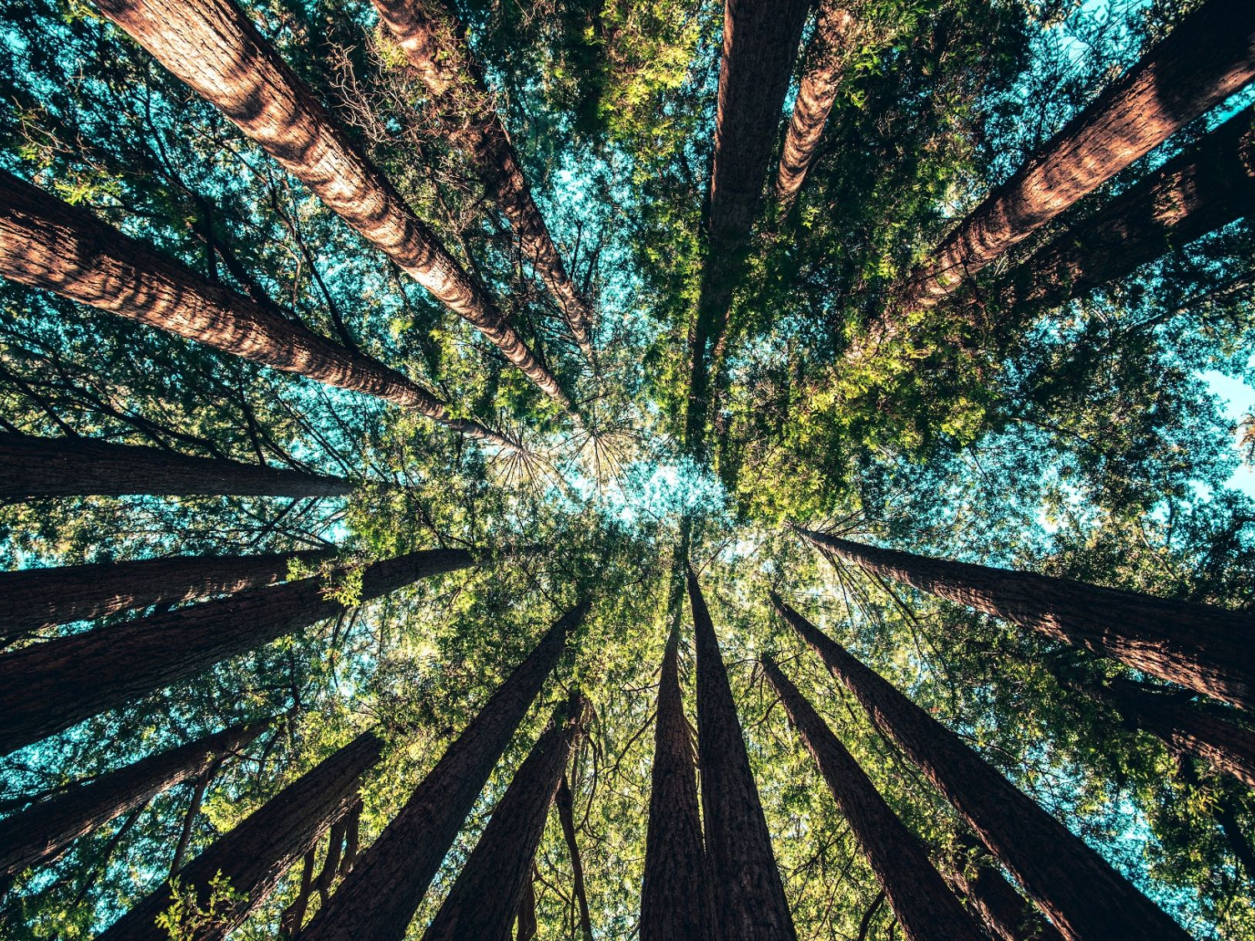 Transizione energetica ed ecologica vanno di pari passo con E.ON