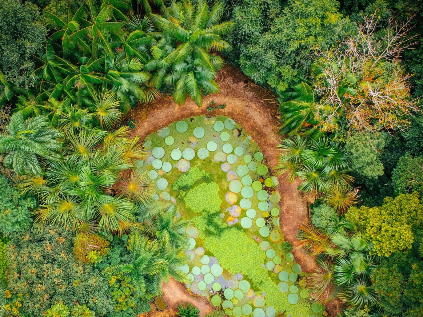 Startup, Restor: mappe aperte per organizzare il ripristino delle foreste