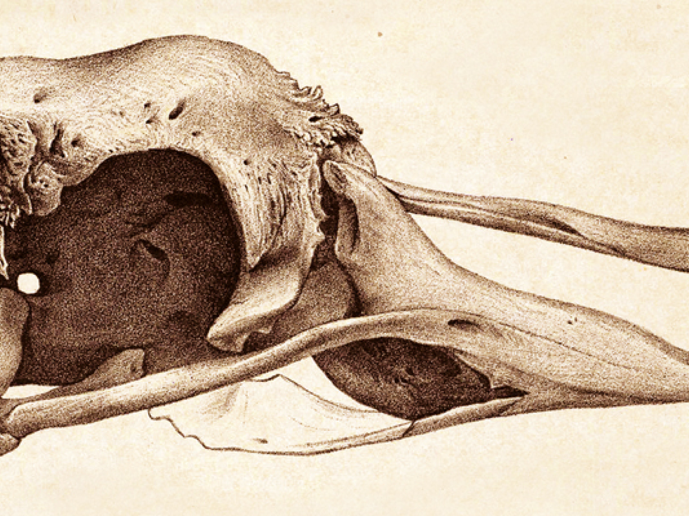 Risvegliare il gigante addormentato