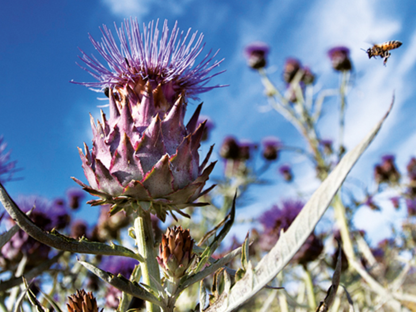 Sardinia: An Alliance between Farmers and Green Chemistry Is Born