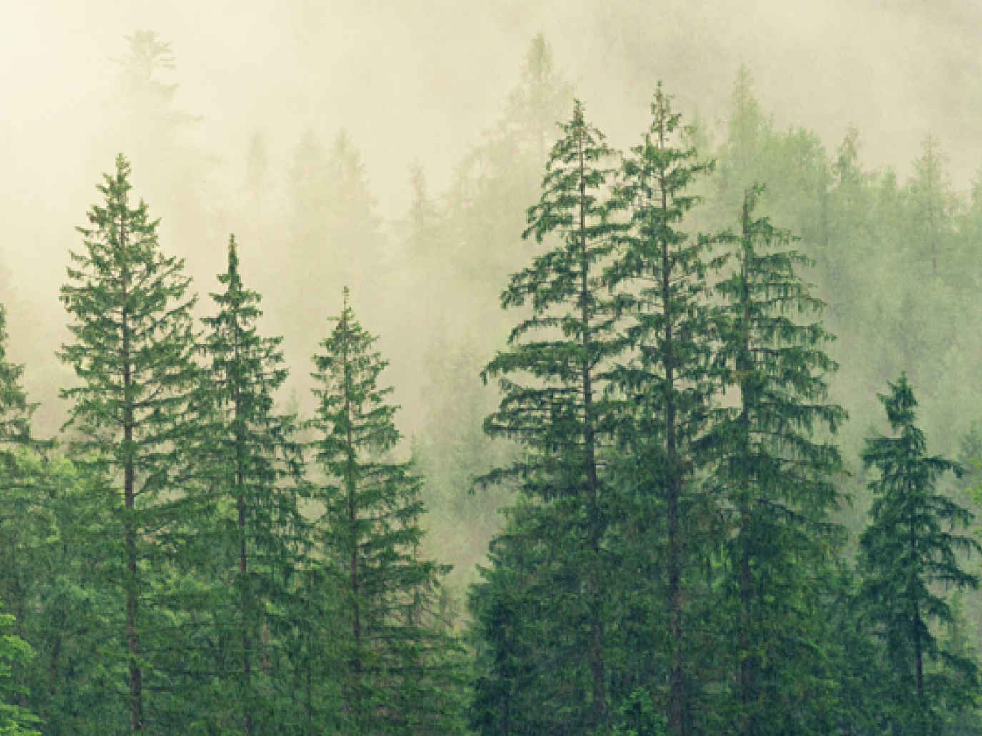 Regeneration: Planting Trees is the Secret Weapon for Reversing the Climate Emergency