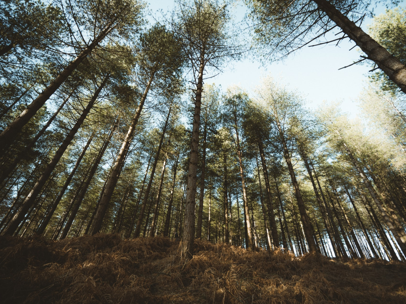 Fibre cellulosiche: al via la conferenza internazionale di Nova institute