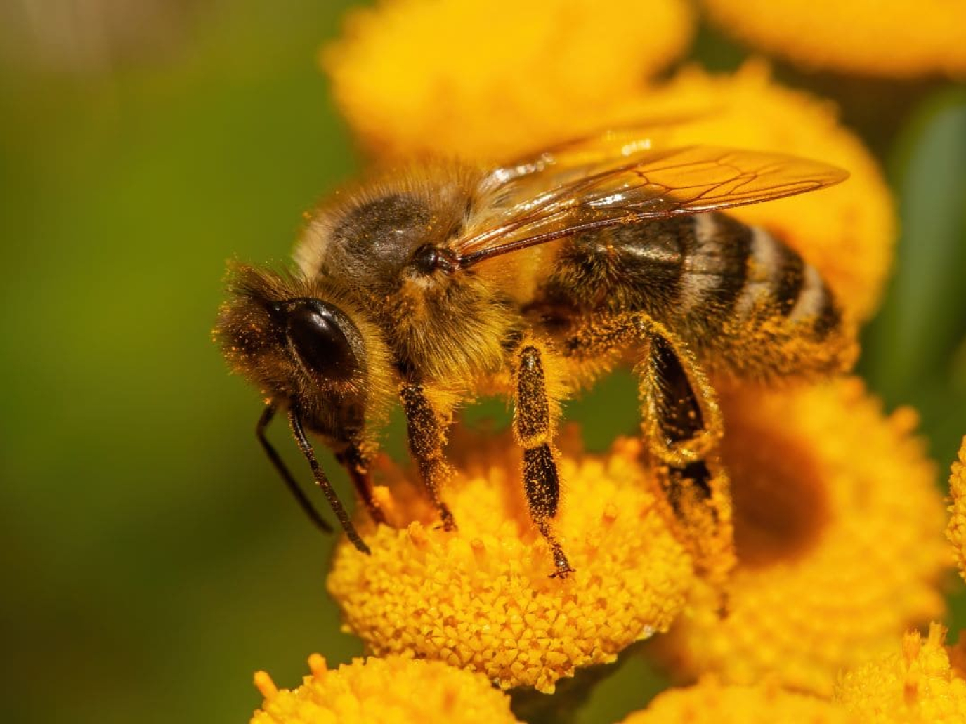 Che cos’è il beewashing?
