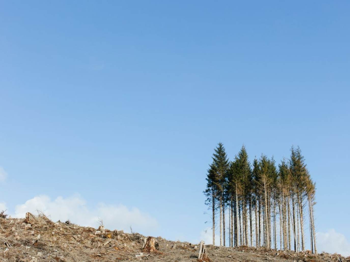 The Rising Risk in Carbon Markets: Who’s Really Carrying It?