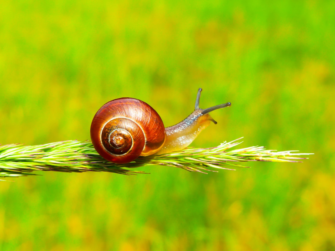 L’economia della chiocciola: il metodo Cherasco scopre la circolarità della lumaca