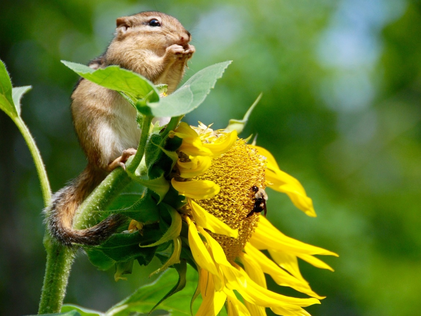 Perché abbiamo bisogno di una strategia nazionale per la biodiversità