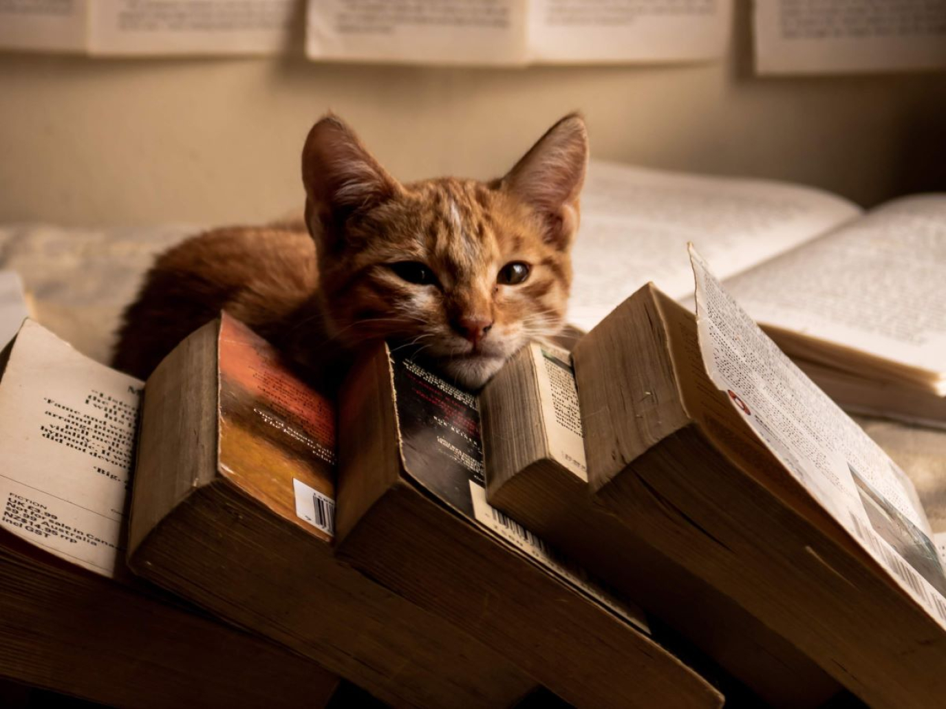 Clima, oceani, diritti e futuro: 12 novità in libreria a febbraio 2026