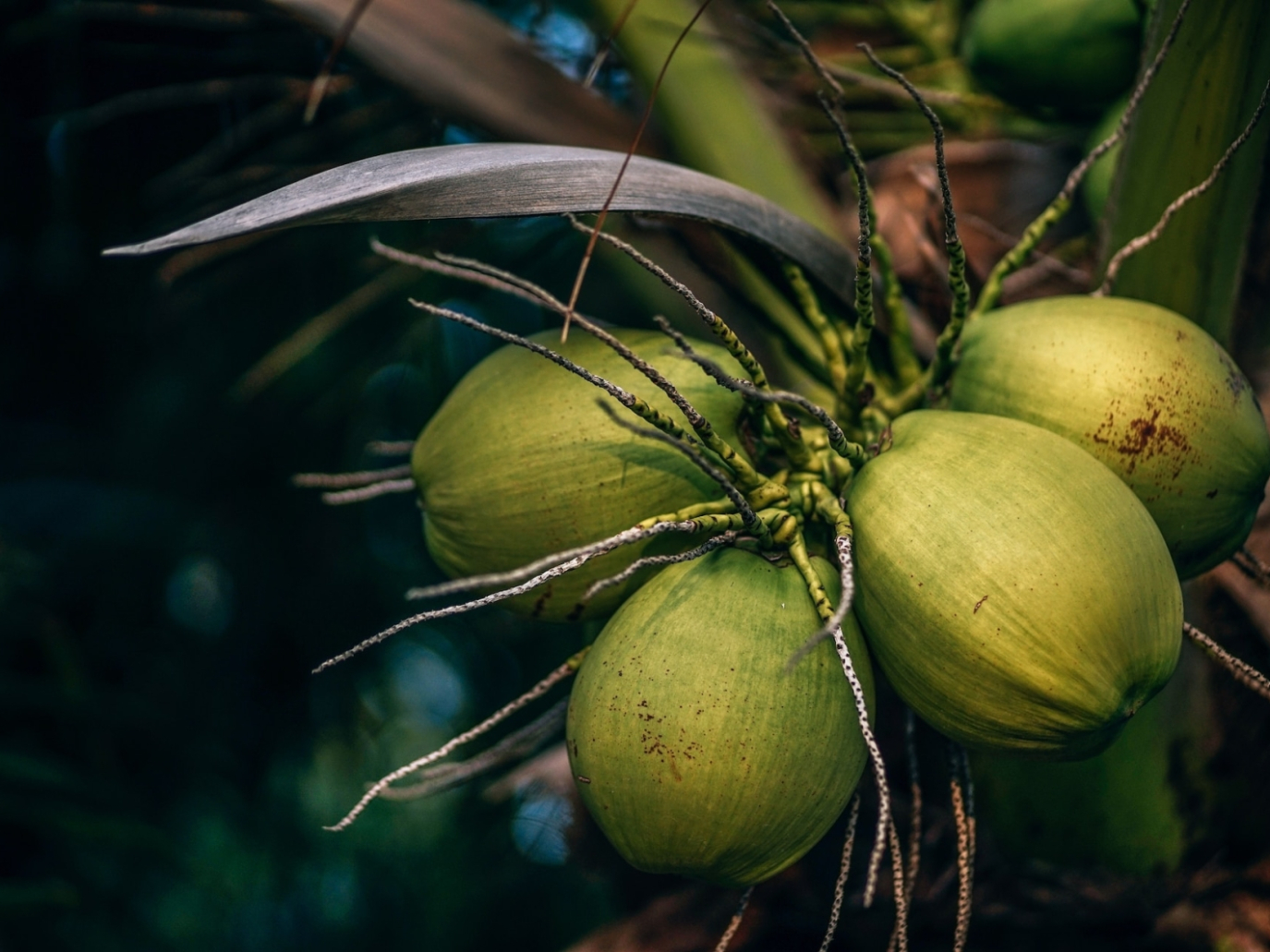 Startup: Cocogreen, agricultural substrates from coconut fiber
