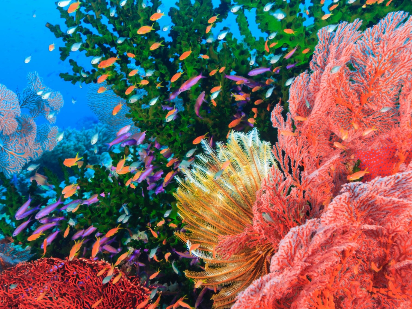 Restoring marine ecosystems, the second challenge of the Ocean Decade