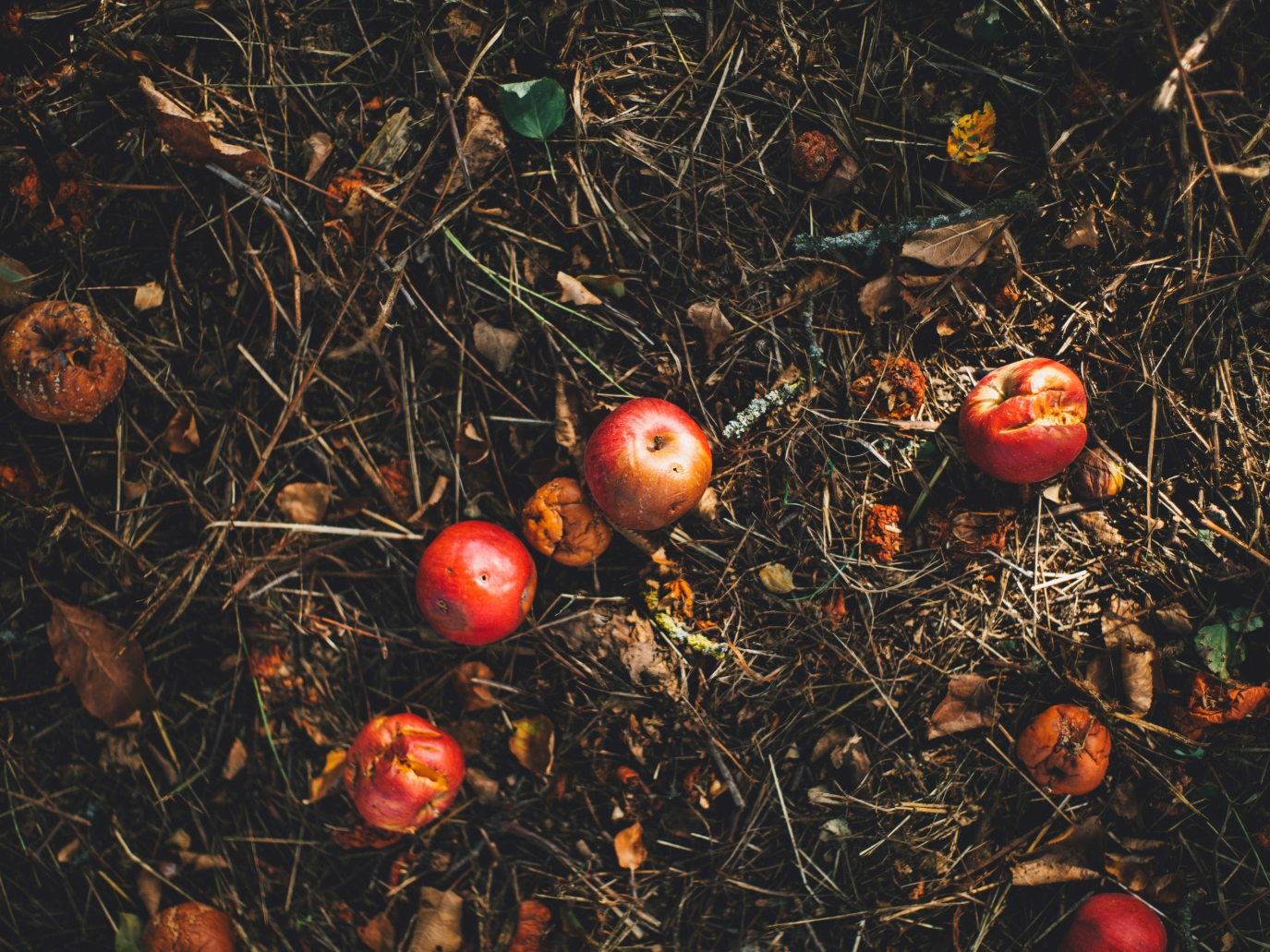 Compost e biometano dai rifiuti organici per combattere la crisi: i 30 anni di CIC