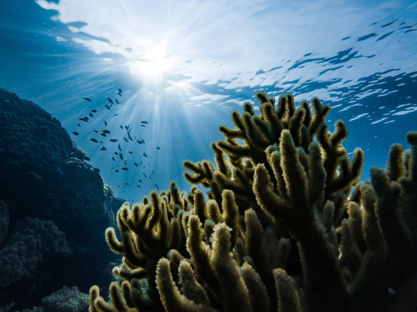 This is how algae-produced cement could avoid 2 billion tons of CO2