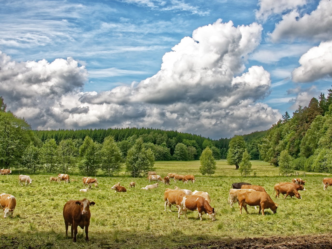 Allevamenti e industria della carne: se anche il Ministro inciampa nel luogo comune