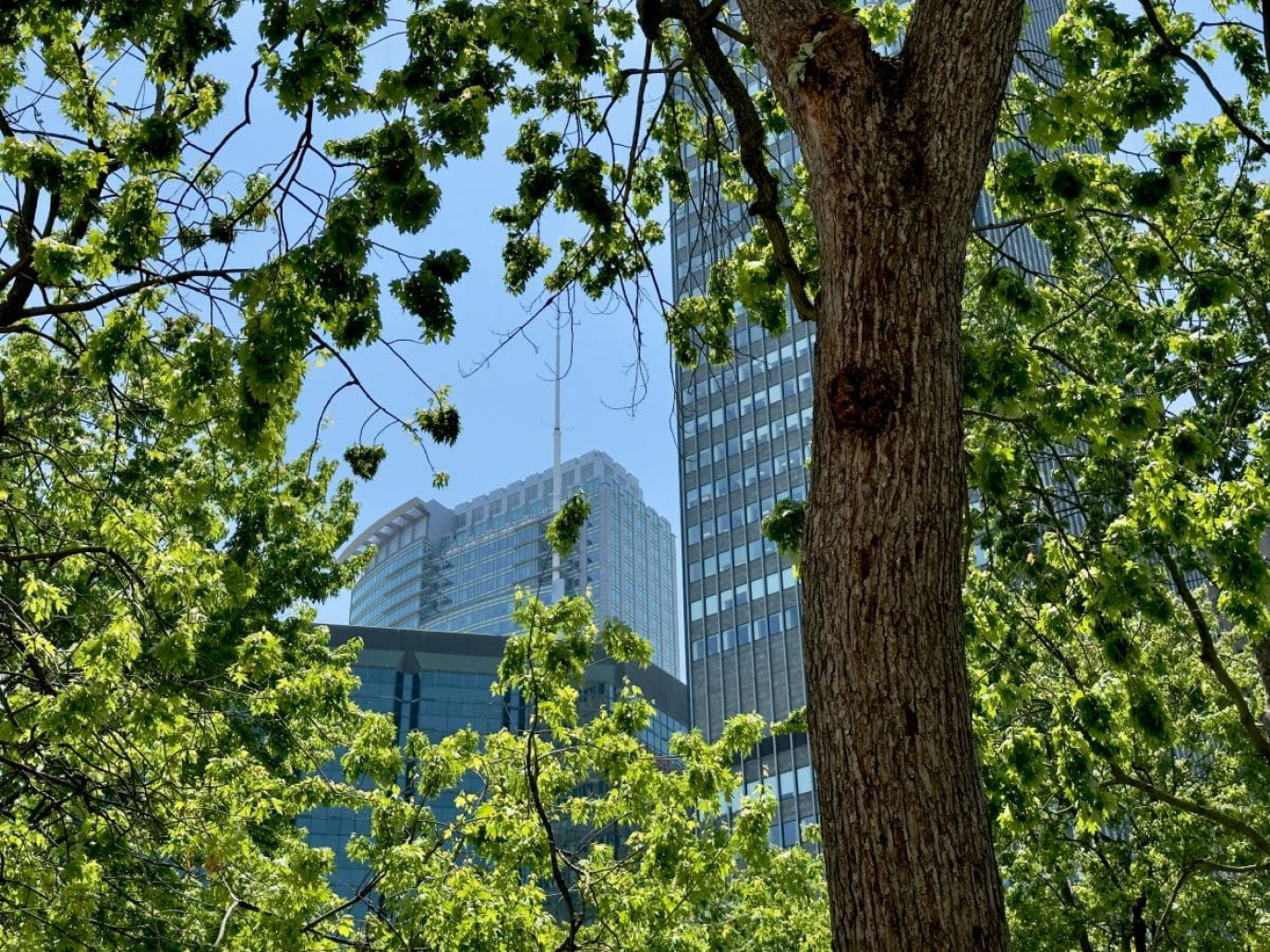 Crediti di biodiversità per il verde urbano: una soluzione alla crisi degli habitat