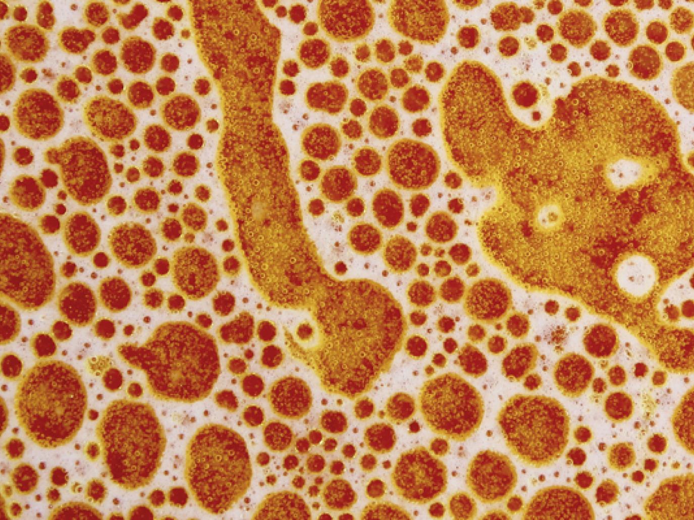 Fermentare per riconnettersi al valore originale del cibo