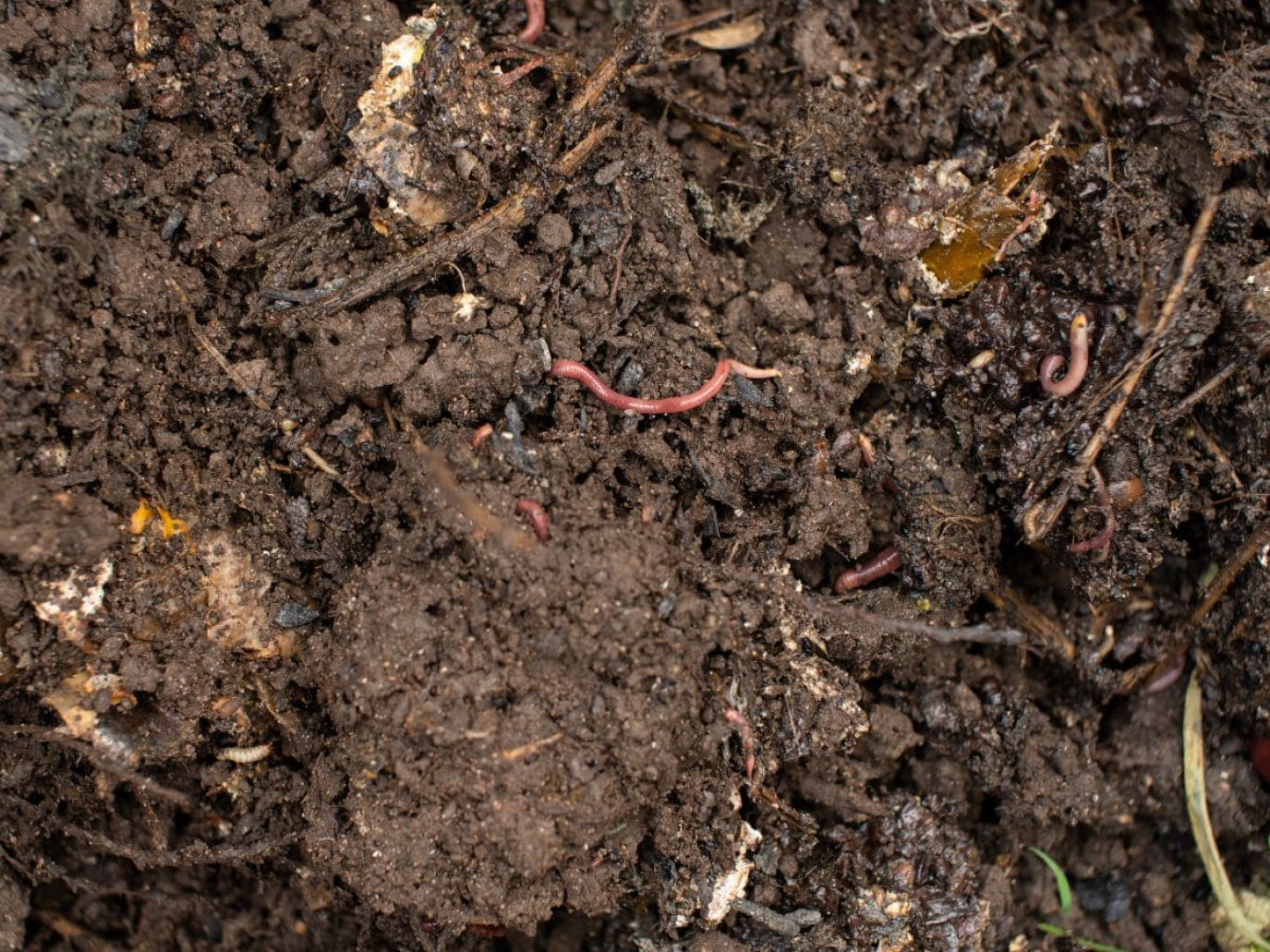 Dalla Cina un nuovo indicatore per valutare la stabilità del carbonio nel suolo